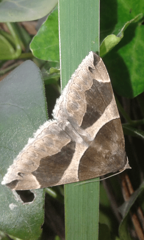 Bruchi di Dysgonia algira (Erebidae)?